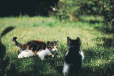 Nicolas CASTANO - CONSCIENCE SAUVAGE | NICOLAS CASTANO