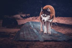 Julie ROUX - JULIE ROUX PHOTOGRAPHE